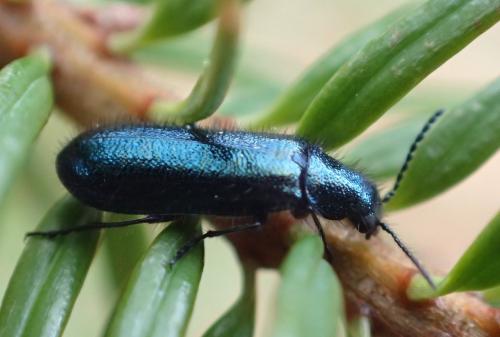Réf. 334 676 : Dasytes caeruleus